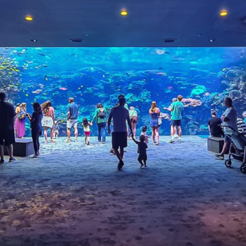 Highlight from Georgia Aquarium + World of Coca-Cola